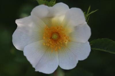 <i>Rosa canina</i>