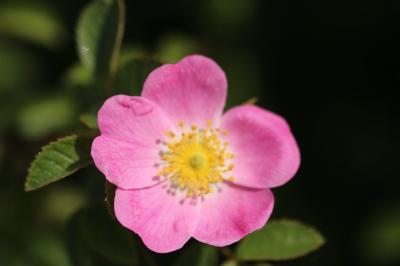 <i>Rosa canina</i>