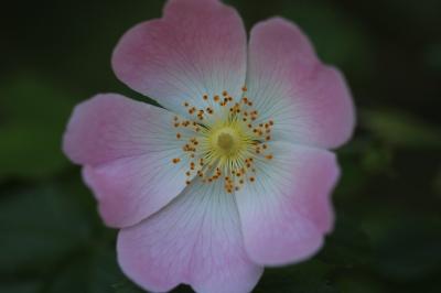 <i>Rosa canina</i>