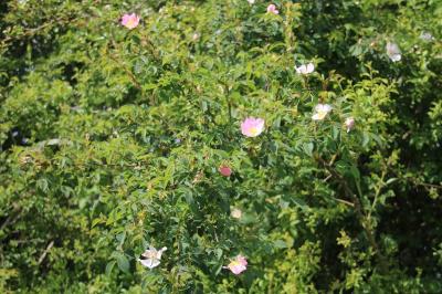 <i>Rosa canina</i>