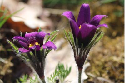 <i>Pulsatilla vulgaris</i>