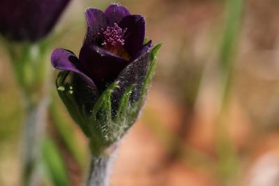 <i>Pulsatilla vulgaris</i>