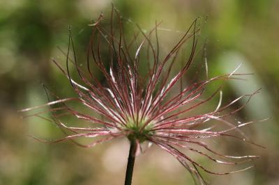<i>Pulsatilla vulgaris</i>