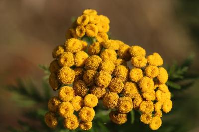 <i>Tanacetum vulgare</i>