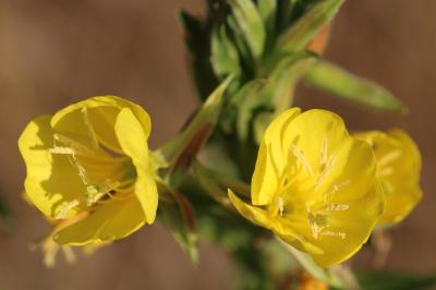 <i>Oenothera</i>