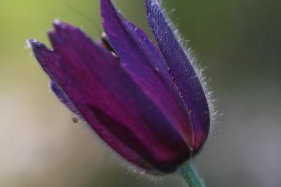 <i>Pulsatilla vulgaris</i>