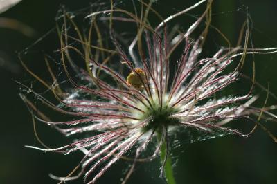 <i>Pulsatilla vulgaris</i>