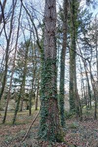 <i>Pseudotsuga menziesii</i>