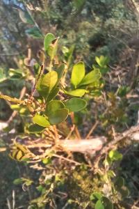 <i>Buxus sempervirens</i>