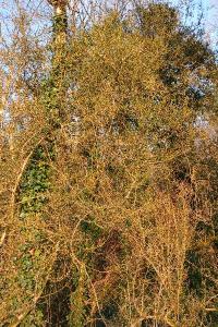 <i>Buxus sempervirens</i>