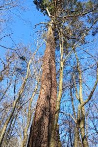 <i>Pinus pinaster</i>