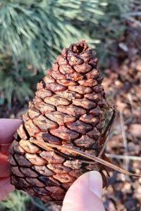 <i>Pinus pinaster</i>