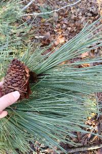 <i>Pinus pinaster</i>