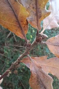 <i>Quercus pubescens</i>