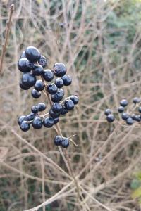 <i>Ligustrum vulgare</i>
