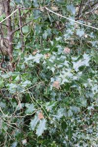 <i>Ilex aquifolium</i>