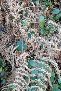 <i>Pteridium aquilinum</i>