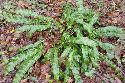 <i>Asplenium scolopendrium</i>