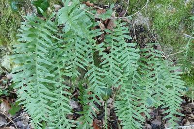 <i>Polypodium</i>