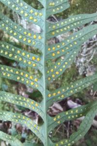 <i>Polypodium</i>