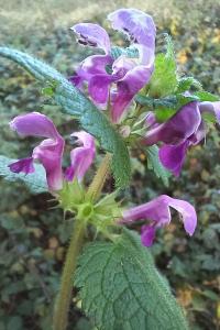 <i>Lamium maculatum</i>