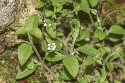<i>Moehringia trinervia</i>