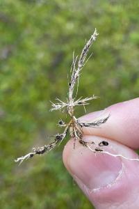 <i>Polycnemum arvense</i>