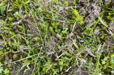 <i>Polycnemum arvense</i>