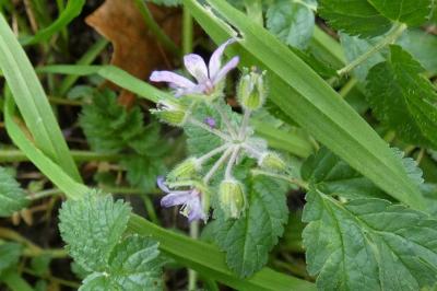 <i>Erodium moschatum</i>