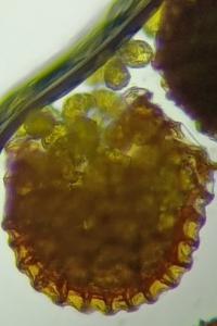 <i>Polypodium vulgare</i>