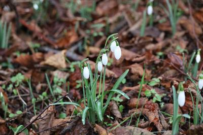 <i>Galanthus nivalis</i>