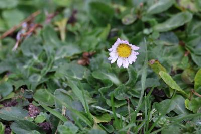 <i>Bellis perennis</i>