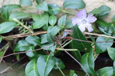 <i>Vinca minor</i>