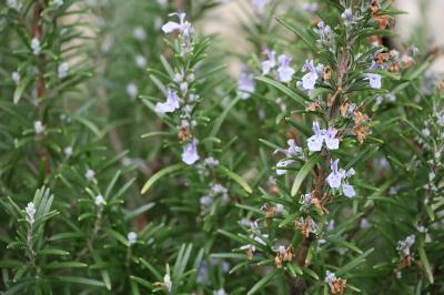 <i>Salvia rosmarinus</i>