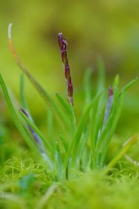 <i>Mibora minima</i>