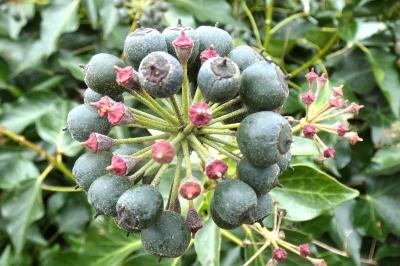 <i>Hedera helix</i>