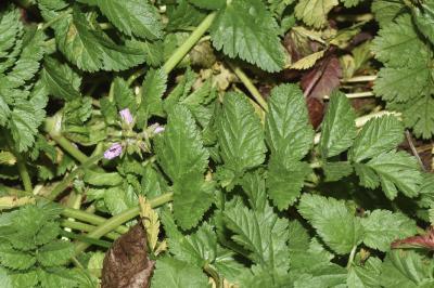 <i>Erodium moschatum</i>