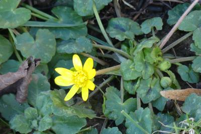<i>Ficaria verna</i>