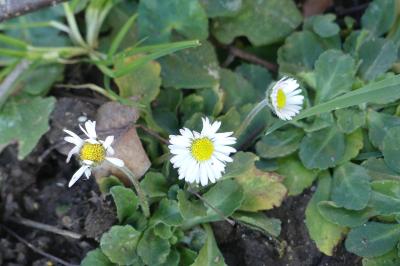 <i>Bellis perennis</i>
