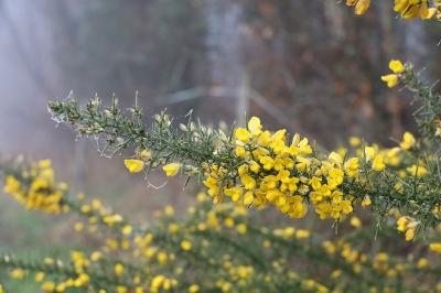 <i>Ulex europaeus</i>