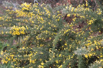 <i>Ulex europaeus</i>