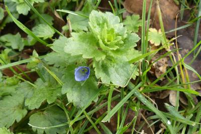 <i>Veronica persica</i>