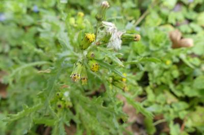 <i>Senecio vulgaris</i>