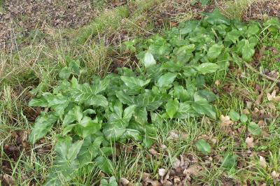 <i>Arum italicum</i>