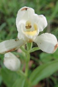 <i>Cephalanthera damasonium</i>