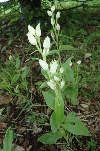 <i>Cephalanthera damasonium</i>