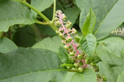 <i>Phytolacca americana</i>