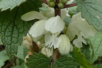 <i>Lamium album</i>