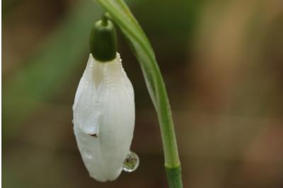 <i>Galanthus nivalis</i>