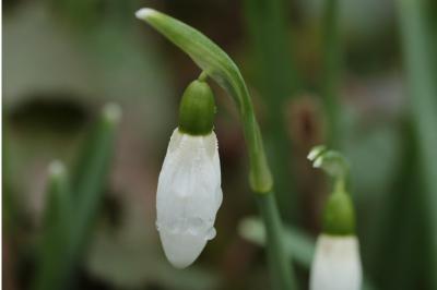<i>Galanthus nivalis</i>